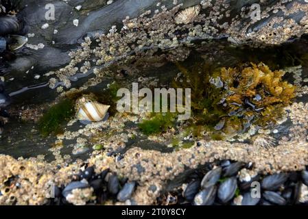 Felsenpool mit Hundewelke, Barnius, Seetang, Nasenmuscheln und Muscheln Stockfoto