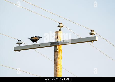 Raven saß auf einem Strommast, der in der Nähe einer Straße in Alberta, Kanada, knarrte Stockfoto