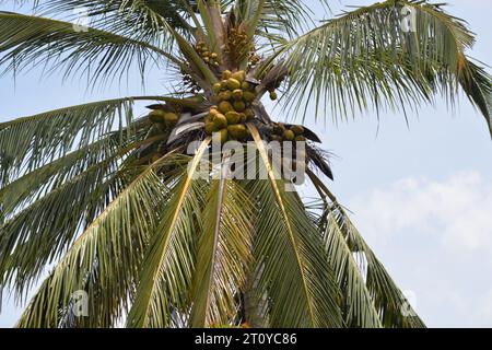 Die Kokospalme ist sehr hoch. Windzeiten Stockfoto