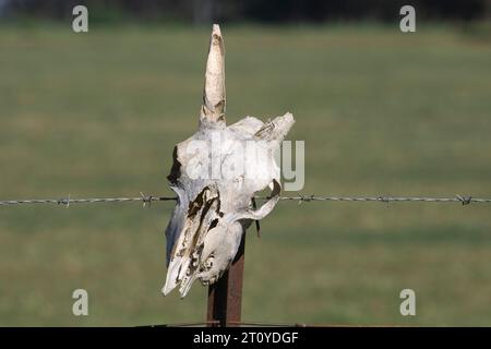 Ein von der Sonne gebleichter weißer Tierschädel mit gebrochenem Horn an einem Farmzaun Pfosten. Stockfoto