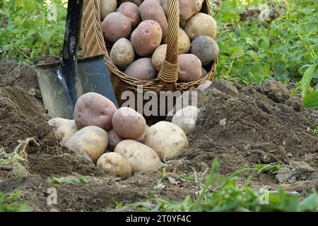 Frisch gegrabene bunte Kartoffeln laufen aus einem Korb neben einem Spaten in lockeren Boden Stockfoto