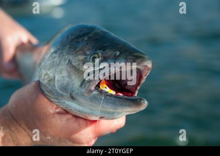 Flussaufwärts heller Chinook Lachs, Coumbia River, Washibgton/Oregon. Stockfoto