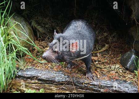 Tasmanian Devil (Sarcophilus harrisii) im Wildpark Tasmanian Devil Unzoo in Tasmanien, Australien Stockfoto