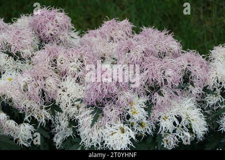 Nahaufnahme der weißen und hellvioletten Farbe von Brush and Thistle Mum „Aoi“ Stockfoto