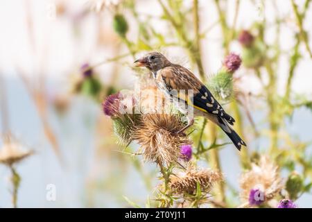 Europäischer Goldfink mit jungem Gefieder, der sich von den Samen der Disteln ernährt. Jugendlicher Europäischer Goldfink oder einfach nur Goldfink, lateinischer Name Carduelis-Karte Stockfoto