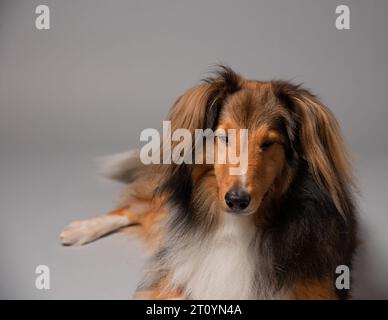 Porträt eines shetland Schäferhundes Stockfoto