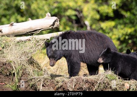 Die Schwarzbärenfamilie, bestehend aus Mutter und Jungen, spaziert an einem heißen Sommertag entlang eines grasbewachsenen Damms in der Nähe von Khutze Inlet, British Columbia, Kanada Stockfoto