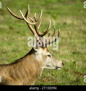 Rothirsch (Cervus elaphus) mit Geweih vor grünem Grasgrund, Bradgate Park, Leicestershire, England, Vereinigtes Königreich Stockfoto