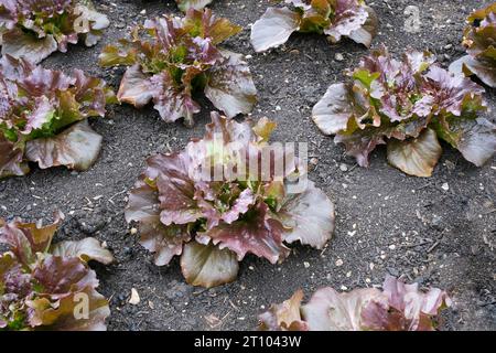 Lactuca sativa Red Iceberg Sioux, Salat Red Iceberg Sioux, Eisbergsalat mit dunkleren roten Blättern, die in vorbereitetem Boden wachsen Stockfoto