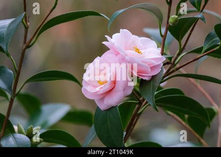 Camellia sasanqua Pfirsichblüte, Kamelia Japonica Pfirsichblüte, hellrosa Halbblüten Stockfoto