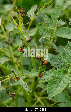 Der Kartoffelanbau wird durch Larven und Käfer des Colorado-Kartoffelkäfers Leptinotarsa decemlineata, auch bekannt als Colorado-Käfer, der Ten-st, zerstört Stockfoto