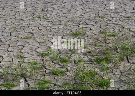 Das Konzept der ökologischen Restaurierung das Wachstum der Sämlinge auf Risse im Boden, Risse im Boden in der trockenen Jahreszeit, die durch die globale Erwärmung verursacht betroffenen Cli Stockfoto