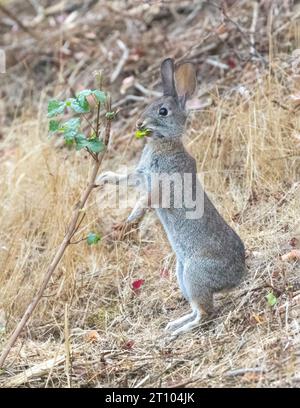 Östliches Hase Aus Baumwollschwanz Isst Pazifische Gifteiche. Wildtiere sind nicht von der Pflanze betroffen wie. Stevens Creek County Park, Kalifornien, USA. Stockfoto