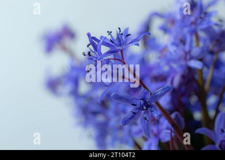 Wunderschöne blaue Blumen Schneeflocken Scilla bifolia Alpine Squill, zweiblättriger Squill auf weißem Hintergrund mit Platz für Text. Frühlingsdekoration. Stockfoto