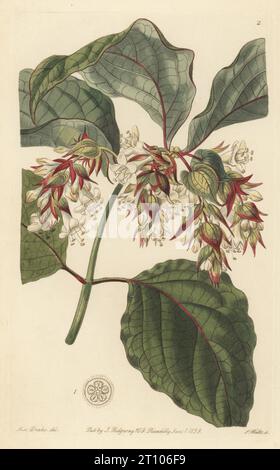 Himalaya Geißblatt, Fasanbeere oder schöne Leycesteria, Leycesteria formosa. Heimisch im Himalaya und im Südwesten Chinas, geblütet aus Samen des Botanikers Dr. John Forbes Royle. Handkolorierter Kupferstich von Stephen Watts nach einer botanischen Illustration von Sarah Drake aus Edwards’ Botanical Register, herausgegeben von John Lindley, herausgegeben von James Ridgway, London, 1839. Stockfoto