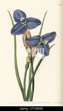 Violette Flagge, Patersonia occidentalis var. Occidentalis. Er stammt aus Australien und wurde von Captain James Mangles aus der Swan River Colony geschickt. Saphir patersonia, Patersonia sapphirina. Handkolorierter Kupferstich von George Barclay nach einer botanischen Illustration von Sarah Drake aus Edwards’ Botanical Register, herausgegeben von John Lindley, herausgegeben von James Ridgway, London, 1839. Stockfoto