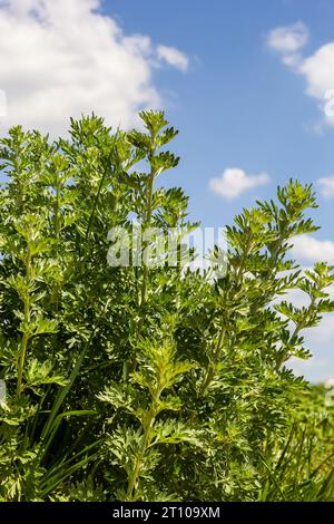Wermut, Artemisia absinthium, ganzjähriges silberfarbenes Kraut mit starkem aromatischem Geruch und bitterem Wermut berühmt. Stockfoto
