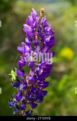 Die blühenden violetten Blüten der Lupine sind Futterpflanzen von Lupinus polyphyllus, die auf dem Feld oder am Waldrand wachsen. Lila Blumen Stockfoto