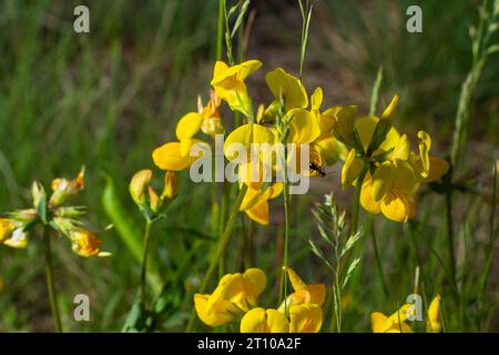 Nahaufnahme des feldgelben Honigblütenlotus corniculatus auf natürlichem, verschwommenem Hintergrund. Stockfoto