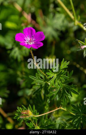 Violette Blüten von Wild Geranium maculatum aus nächster Nähe. Frühling Natur, Frühling Garten. Geranium maculatum, die wilde Geranium, ist eine mehrjährige Pflanze aus der Heimat Stockfoto