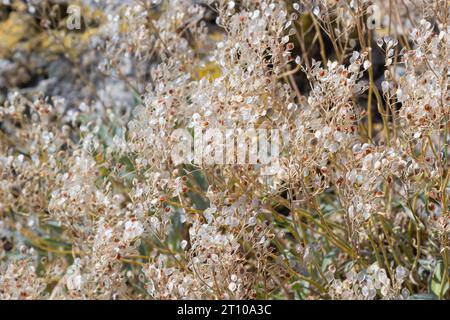 Nahaufnahme der trocknenden Körner auf dem Feld, warmes Licht, Stiele und Blätter sowie Saatköpfe mischen sich zu einem rauen goldenen Hintergrund von Agrocu Stockfoto