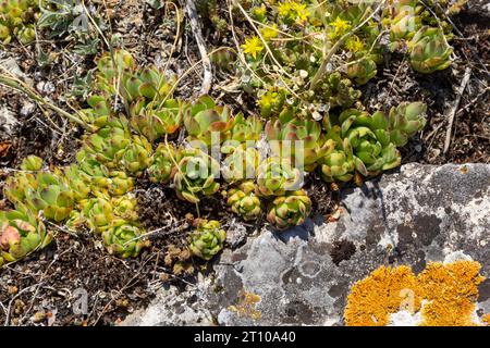 Sempervivum tectorum, gemeiner Houseleek. Mehrjährige Pflanze im Blumentopf. Sempervivum in der Natur. Eine lebendige Pflanze, saftig. Stockfoto