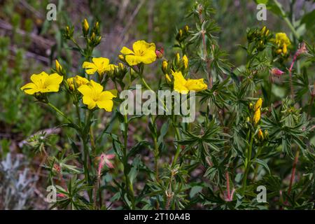 Wunderschöne, leuchtend gelbe Blumen aus goldenem Flachs. Bergblumen im Hintergrund. Goldener Flachs, gelber Flachs, Linum flavum, Linum tauricum. Stockfoto