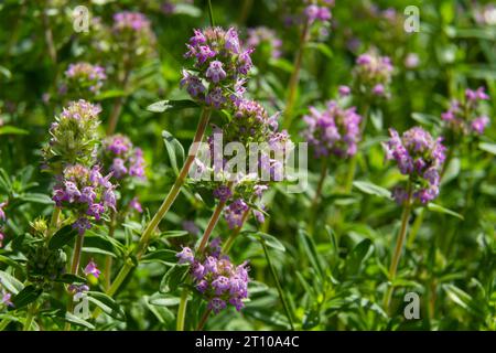 Frischer, blühender rosa Thymian in grünem Gras. Wilde Thymus-Serpyllum-Pflanzen auf dem Feld. Breckland wilde Thymian-Purpurblüten auf der Sommerwiese. Stockfoto