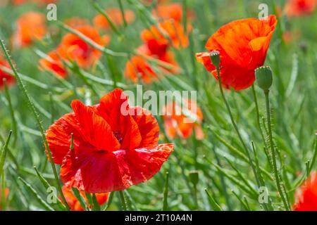 Gebräuchliche Namen für Papaver Rhoeas sind Maismohn, Maisrosen, Ackerland, Flandern, Rotmohn oder Gemeine Mohnblume. Stockfoto