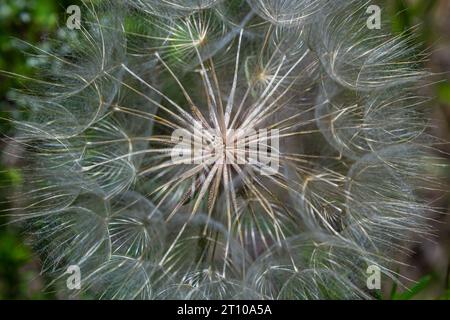 Goatsbeard, Tragopogon pratensis, Blütenkernkopf aus nächster Nähe mit federleichten Samen und einem verschwommenen Hintergrund aus Blättern. Stockfoto