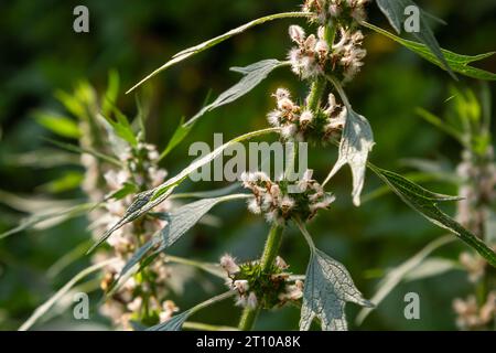 Leonurus cardiaca, auch bekannt als Mutterkraut. Andere gebräuchliche Namen sind Wurfmaische, Löwenohr und Löwenschwanz. Heilpflanze. Wächst in der Natur. Stockfoto