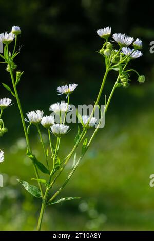 Jährliche Fleabane Erigeron annuus, Daisy Fleabane östliche Gänseblümchenpflanze mit geschlossenen Blütenknospen und offenen Blüten bestehend aus o Stockfoto