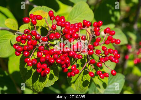 Die Frucht Viburnum lantana. Ist zuerst ein Grün, wird rot, dann schließlich schwarz, ein Wegfahrer oder Wegfahrbaum ist eine Art Viburnum. Stockfoto