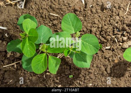 Landwirtschaftliche Soja-Plantage am sonnigen Tag - Grün wachsende Sojabohnen Pflanze gegen Sonnenlicht. Stockfoto