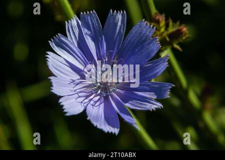 Blühende Chicorée, gewöhnlicher Chicorée Cichorium Intybus. Honigpflanze, Nektar und Pollen. Kaffeeersatz. Verwendet in Süßwaren, Konservenherstellung, Zapfen Stockfoto