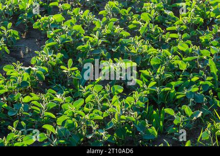 Frische grüne Sojapflanzen auf dem Feld im Frühling. Reihen junger Sojabohnenpflanzen. Stockfoto