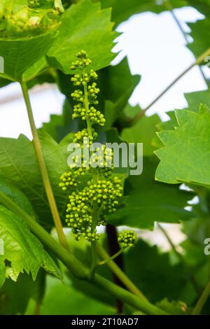 Blühende Trauben am blauen Himmel. Blühende Rebe. Weinrebe mit jungen Blättern und Knospen, die im Weinberg blühen. Stockfoto