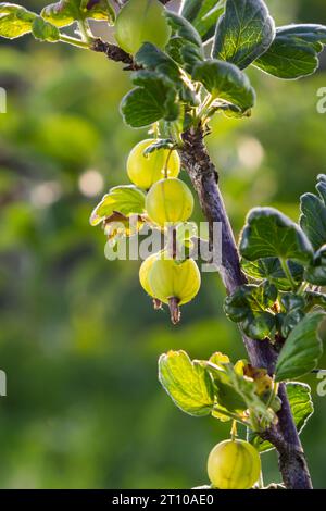 Frische, grüne Stachelbeeren. Grüne Beeren close-up auf einem Stachelbeere Zweig. Junge Stachelbeeren im Obstgarten auf einem Strauch. Stachelbeeren im Obstgarten. Stockfoto