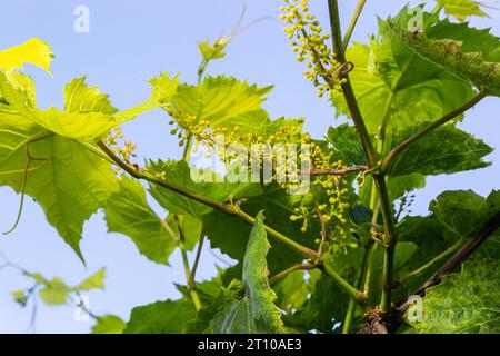 Blühende Trauben am blauen Himmel. Blühende Rebe. Weinrebe mit jungen Blättern und Knospen, die im Weinberg blühen. Stockfoto