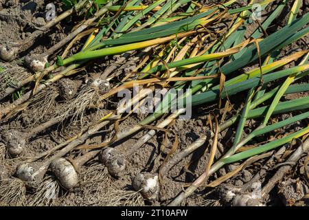 Der ausgegrabene Knoblauch wird an einem Sommertag auf einem Gartenbett getrocknet. Stockfoto