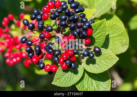 Die Frucht Viburnum lantana. Ist zuerst ein Grün, wird rot, dann schließlich schwarz, ein Wegfahrer oder Wegfahrbaum ist eine Art Viburnum. Stockfoto