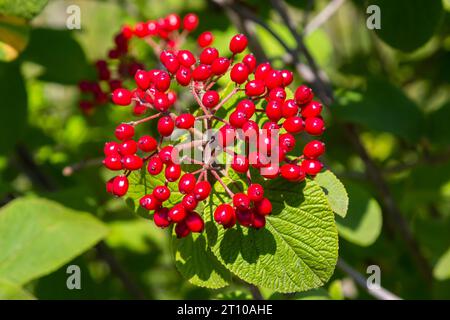 Die Frucht Viburnum lantana. Ist zuerst ein Grün, wird rot, dann schließlich schwarz, ein Wegfahrer oder Wegfahrbaum ist eine Art Viburnum. Stockfoto