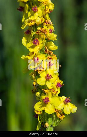 Verbascum nigrum, die schwarze königliche Kerze, wächst in Ruinen, Böschungen, Pfaden, Wiesen, Leuchtende Wälder, gelb im Juni. Stockfoto