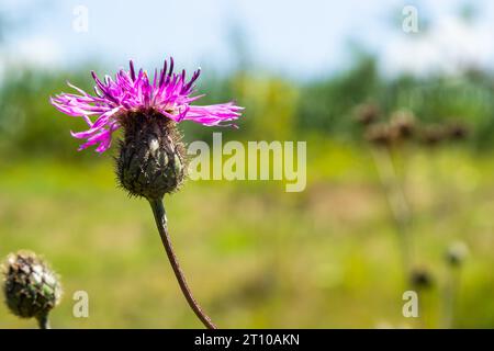 Centaurea scabiosa subsp. Apiculata, Centaurea apiculata, Asteraceae. Wilde Pflanze im Sommer. Stockfoto