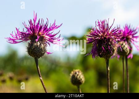 Centaurea scabiosa subsp. Apiculata, Centaurea apiculata, Asteraceae. Wilde Pflanze im Sommer. Stockfoto