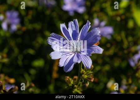 Blühende Chicorée, gewöhnlicher Chicorée Cichorium Intybus. Honigpflanze, Nektar und Pollen. Kaffeeersatz. Verwendet in Süßwaren, Konservenherstellung, Zapfen Stockfoto