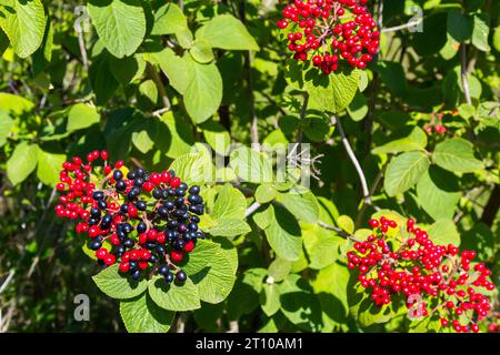 Die Frucht Viburnum lantana. Ist zuerst ein Grün, wird rot, dann schließlich schwarz, ein Wegfahrer oder Wegfahrbaum ist eine Art Viburnum. Stockfoto