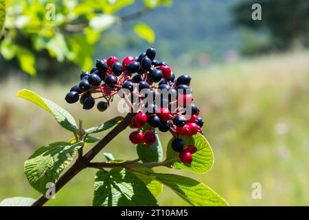 Die Frucht Viburnum lantana. Ist zuerst ein Grün, wird rot, dann schließlich schwarz, ein Wegfahrer oder Wegfahrbaum ist eine Art Viburnum. Stockfoto