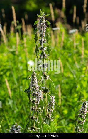 Leonurus cardiaca, auch bekannt als Mutterkraut. Andere gebräuchliche Namen sind Wurfmaische, Löwenohr und Löwenschwanz. Heilpflanze. Wächst in der Natur. Stockfoto