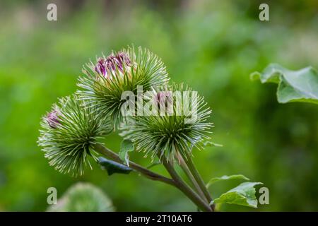 Arctium tomentosum, gemeinhin als Wollklette oder Klette bekannt, ist eine Art Klette, die zur Familie Asteraceae gehört. Stockfoto